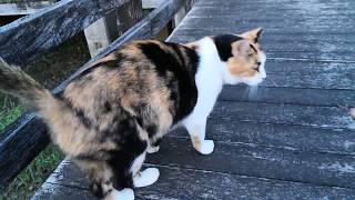 夕暮れ時の公園で撫で回した三毛猫ちゃんゴロゴロ言ってます