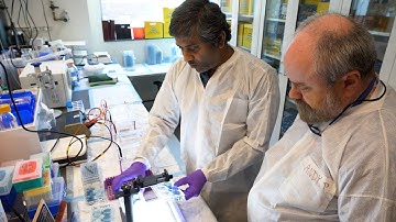 Could Avian Flu Become the Next Pandemic?