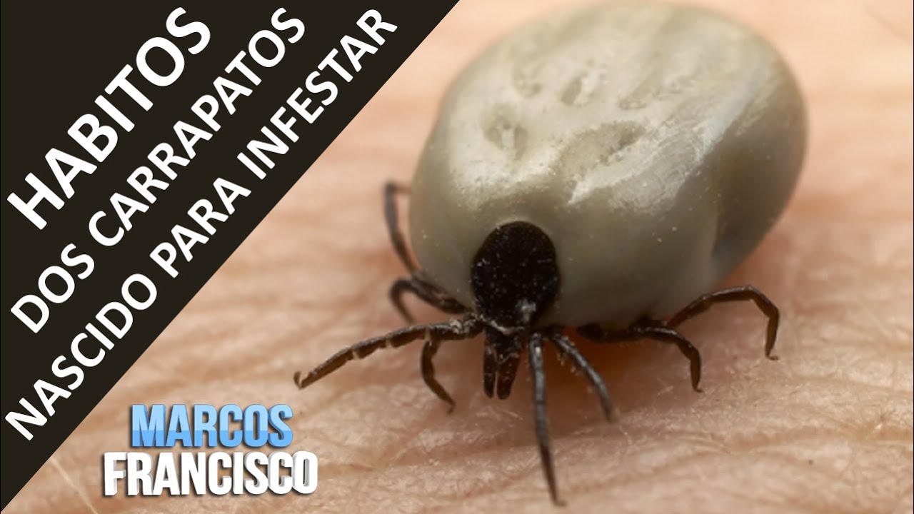 Como Achar Ninho De Carrapato - FDPLEARN