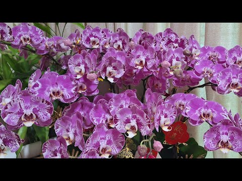FRESH PURPLE ORCHIDS 💜 HABANG DI PA NALALANTA !