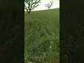 organic mustard crops