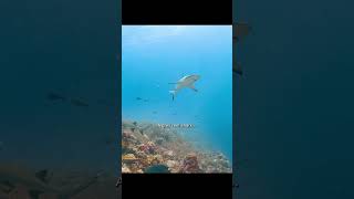 These naturally striped schools of fish are absolutely beautiful. #wildlife #suckerfish #shorts