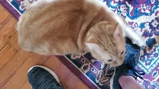 Cute Bobtail cat getting fresh with my shoes! by Big Al's Man Cave 162 views 6 months ago 2 minutes, 28 seconds