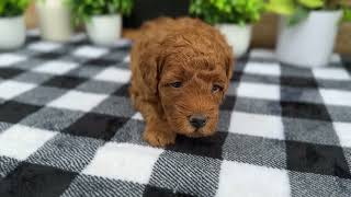 Lucy - Micro Dendoodle - Family Bred Puppies