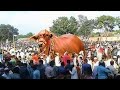 Seht, wozu der mächtigste Stier der Welt in der Lage ist!