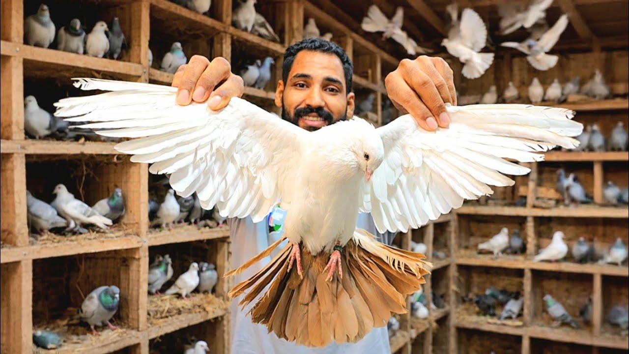 بتابع الحمام👌شوف لقيت ايه😯