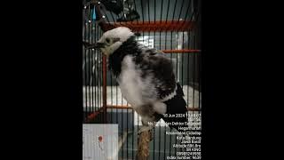 Download lagu jalak hongkong gacor (jalak sungko)