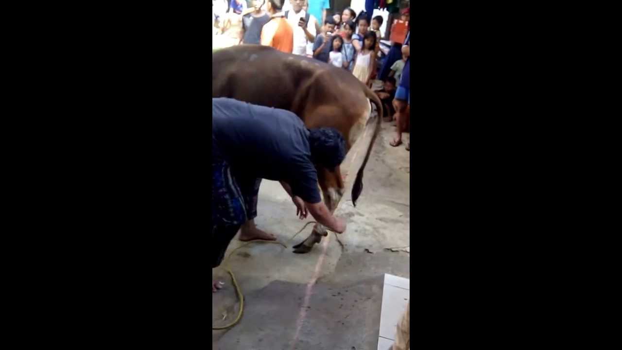 Cara Praktis Potong Sapi Qurban - YouTube