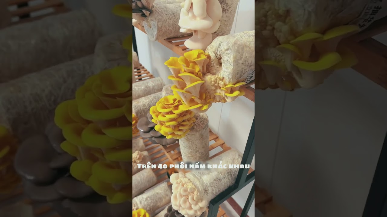 3C Farm nơi trồng nấm là một nghệ thuật Và người trồng nấm là ... là ...