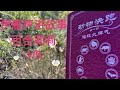 伊雁声讲故事《百合莉莉》1/9“窝保不住了。该撤退了。”
