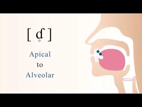 [ ɗ̥ = ƭ ] unvoiced apical alveolar implosive stop