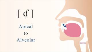 [ ɗ̥ = ƭ ] unvoiced apical alveolar implosive stop