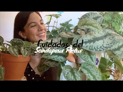 Video: Scindapsus (50 Fotos): Cuidando Una Flor En Casa. Descripción De Scindapsus Dorado, Pintado Y Otros Tipos. Métodos De Propagación De Plantas