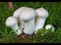 Дождевики, незаслуженно обойденные грибы