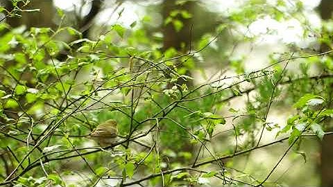 Restoring Hardknott Forest: Wood Warbler