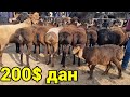 Ёш кузи кучкорлар Куй бозор нархлари