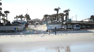 Seagulls at Daytona Beach