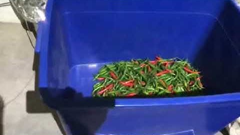 green Fresh chili sorting by Angelon chili color sorting machine/jasmine@ajlong.cn