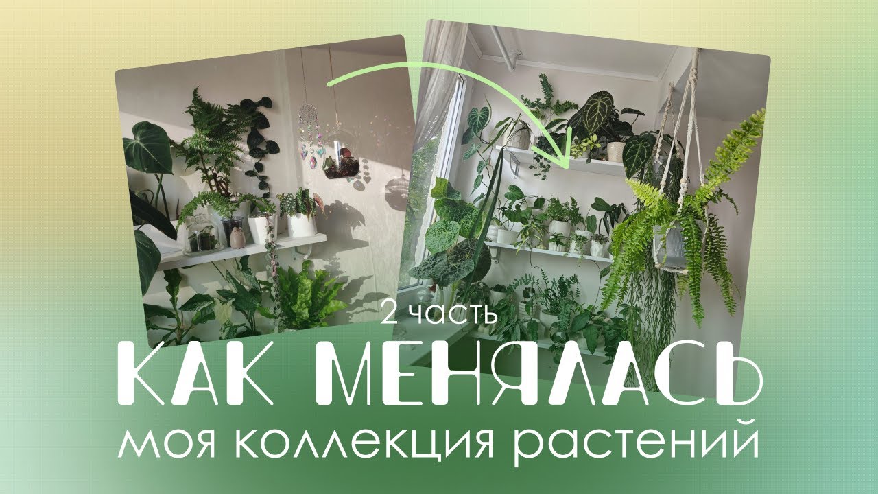 Год в фотографиях моих растений — изменения и впечатления.