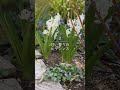 ほったらかしの球根8選 #ガーデニング #gardening #garden