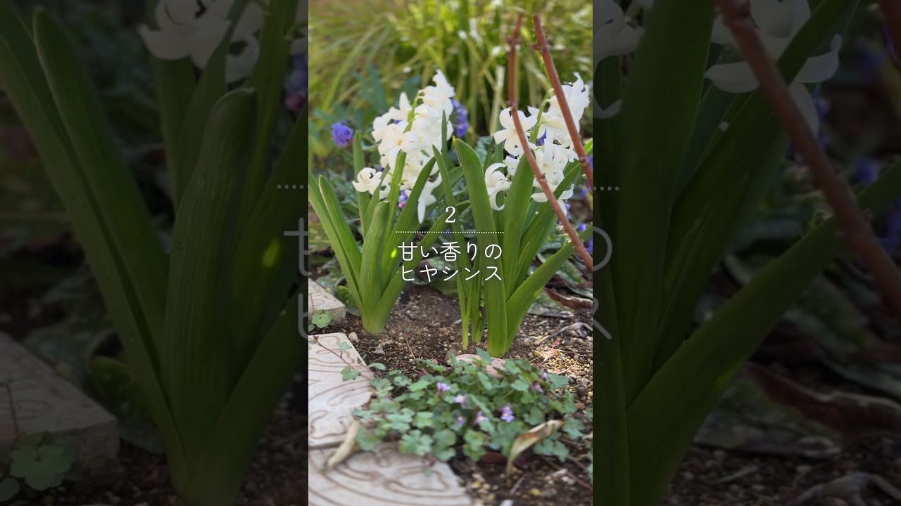 ほったらかしの球根8選 #ガーデニング #gardening #garden
