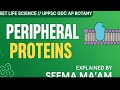 #PERIPHERAL MEMBRANE PROTEINS//PLASMA MEMBRANE PROTEINS//SET LIFE SCIENCE//UPPSC AP BOTANY.
