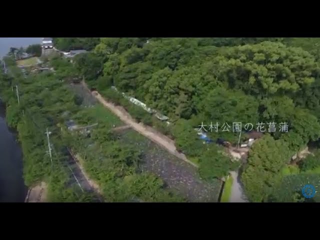 大村公園の花菖蒲 Youtube