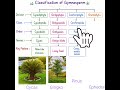 Classification of gymnosperm #gymnosperm #uptgtbiology #kvspgtbiology