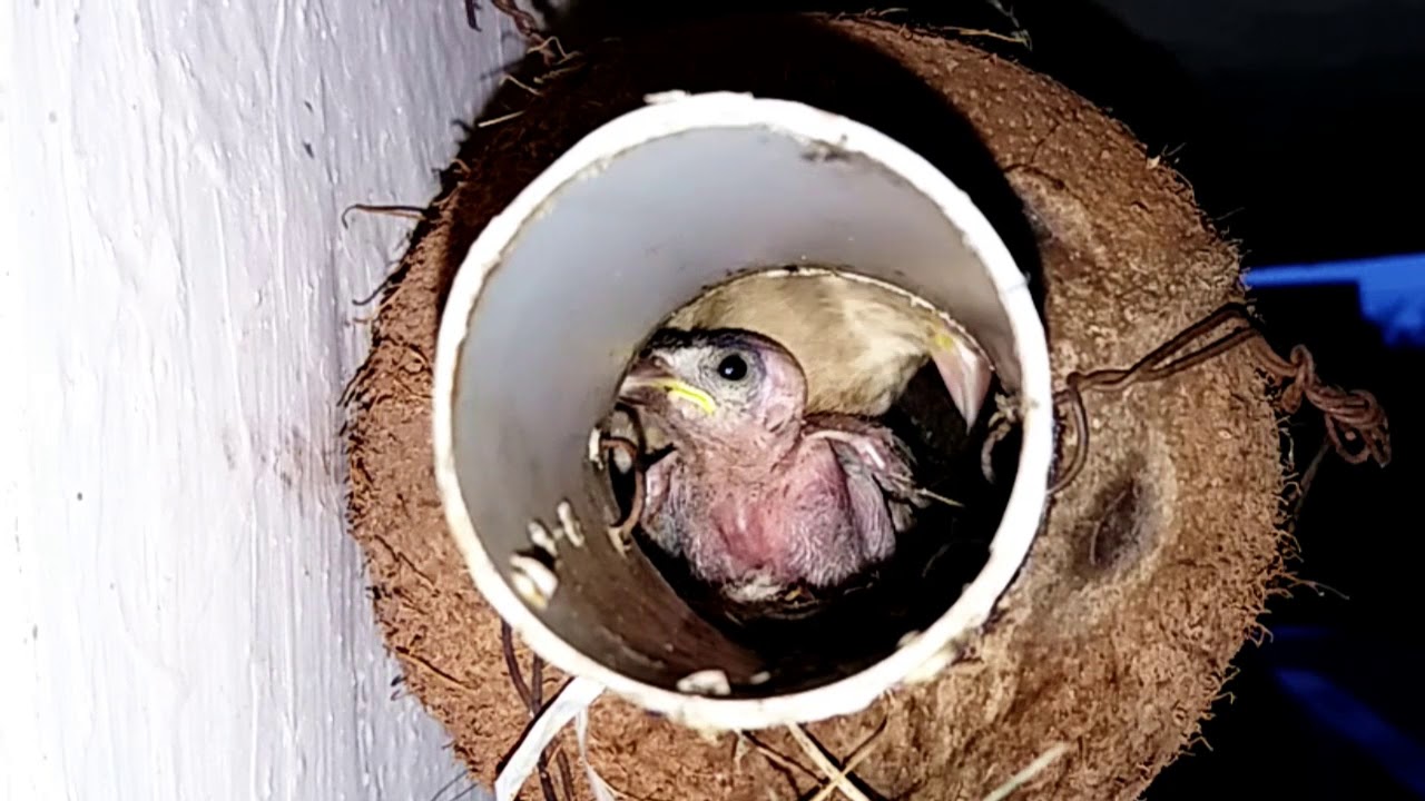 baby SPARROW looks like not developed but its very active 