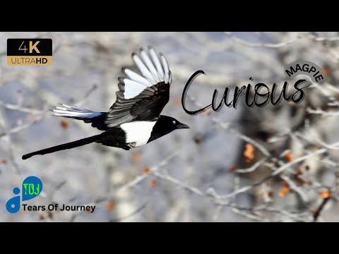 Magpie Bird: Discovering the MYTHS and Fascinating FACTS