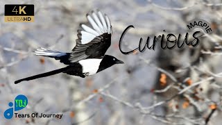 Magpie Bird: Discovering the MYTHS and Fascinating FACTS