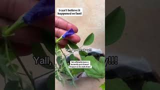 This flower is a tiny but mighty for hormonal health