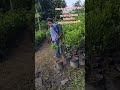 a quien no le ha pasado ?😅🍃🌳👨‍🌾 #parati #foryou #agricultura #plantas