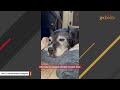 Senior dog had just an hour left. Then a family saved her.