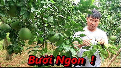 🍀Ông Linh mùa bưởi bội thu  Hàm Rồng Ngọc Thiện Tân Yên Bắc Giang 2022.🌼