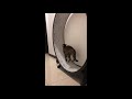 爆走ww猫用ランニングマシーンを堪能するベンガル猫【ベンガルロケット】#Shorts