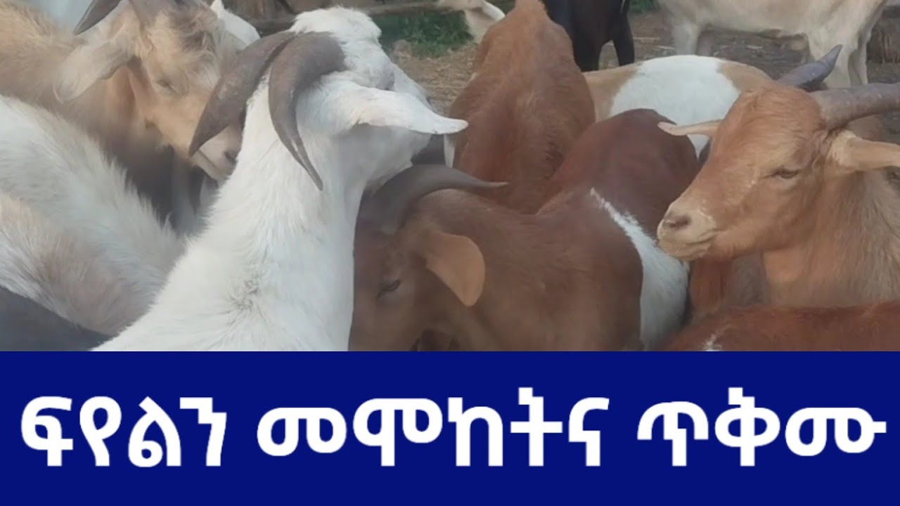 ፍየልን መሞከት እጅግ አዋጭ ቢዝነስ ነው! | በቀላል ወጭ ትርፋማ ስራ | #sheep #goat #sheepgoatfarm