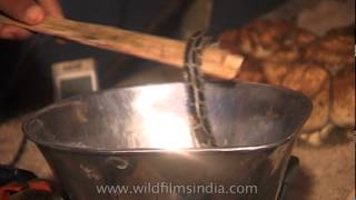 Weighing a baby Python