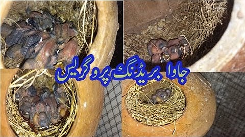 Java Finch Breeding Progress/ Breeding Tips @MushtaqBirdsAcademy @ahsanfinchfarming6185