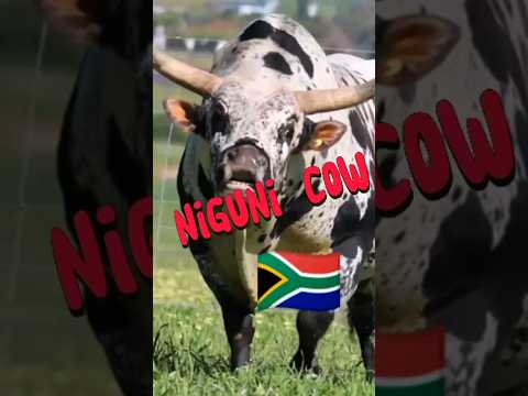 معلومات عن سلالة أبقار نجوني Niguni Cow 