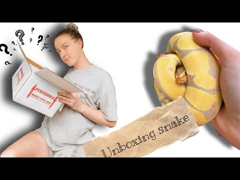 Unboxing pet ball python