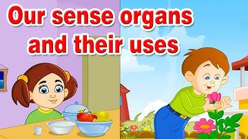 Our sense organs and their uses | Human Sense Organs | Learn about five Senses | Home Revise