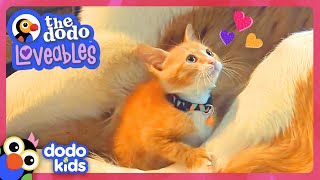 Will This Kitten Ever Get Along With Her GIANT Big Sister? | Dodo Kids | Loveables