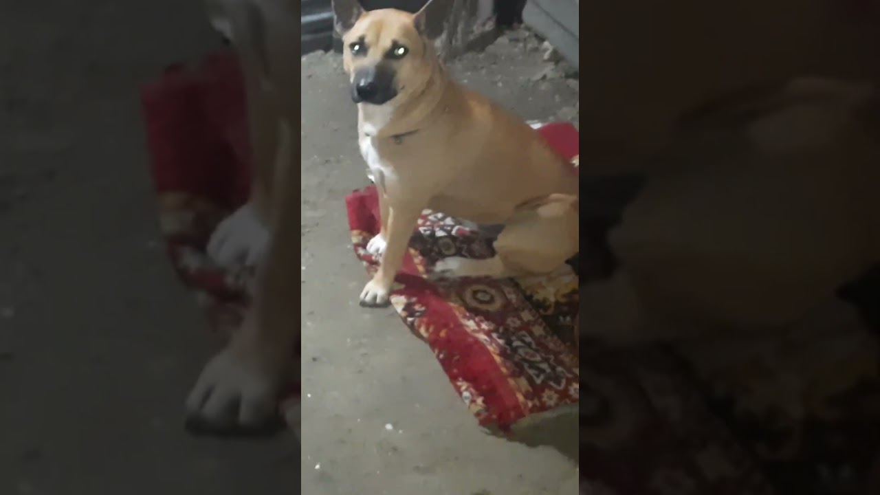 My Dog Never Sit This Much Calmly 