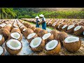 OIL Making Process from Coconut in Factory - Coconut Harvesting and Processing for Oil and Sugar