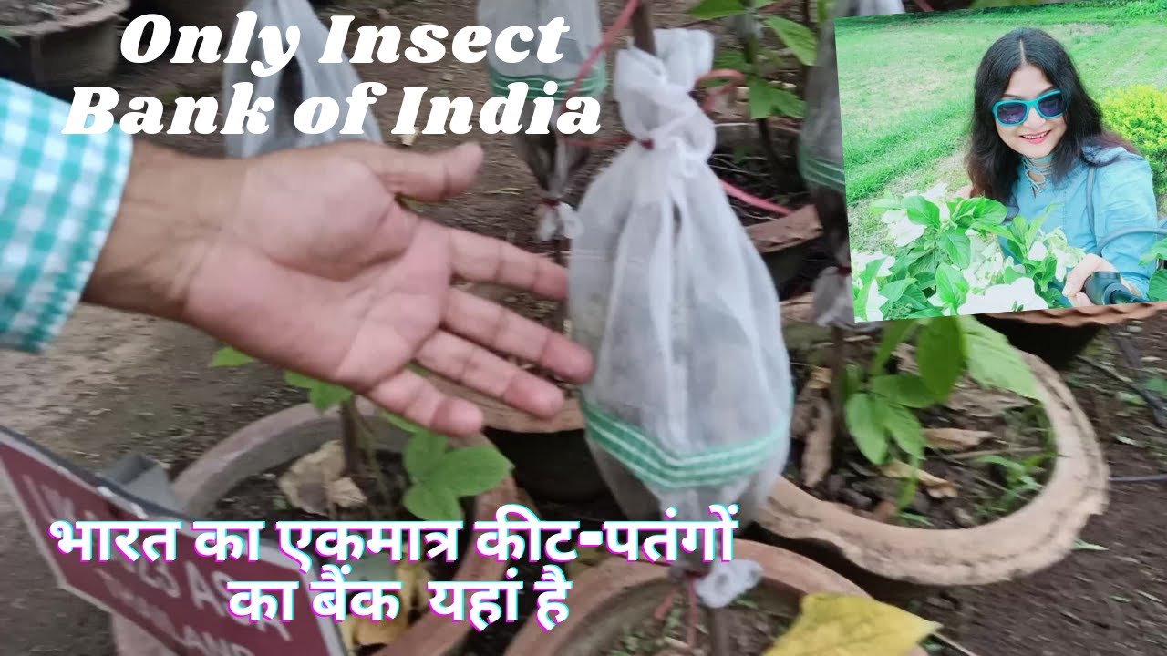 Insect Bank- Anokha bank hai ye! - YouTube