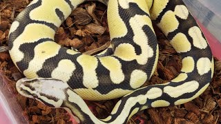 Going To The Texas Reptile Expo in McQueeney Tx! (December 2023)