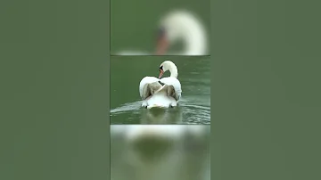 Встреча Лебедей После Разлуки