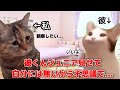自分には無いチソチソが不思議で彼氏にじっくり見させてもらった時の話#猫ミーム #恋愛　#日常 #おもしろ #カップル