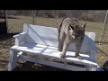 Max Canada Lynx and the bench